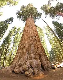 General Sherman tree looking up.jpg