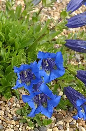 sentiga genciano (Gentiana acaulis)