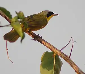 Maskoparulio, masklo kaj ino de Geothlypis (aequinoctialis) velata