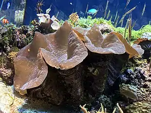 Giant clam or Tridacna gigas4.jpg