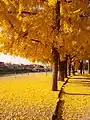 Florenco - ginko aŭtune en la parko la Cascine