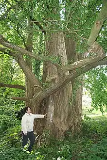 Ginko (Ginkgo biloba) en Tournai, Belgio