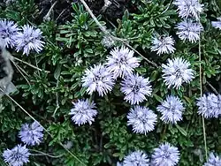 Globularia repens