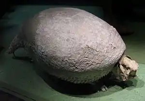 Fossil specimen in Washington, DC at the  National Museum of Natural History