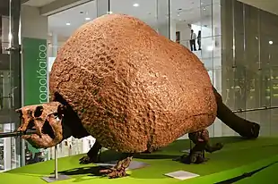 Glyptodon CCB.JPG