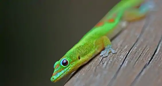 Phelsuma laticauda