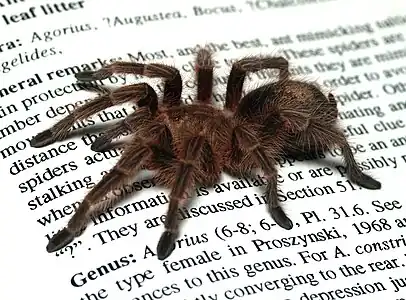 Grammostola rosea