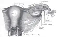 Utero kaj dekstra larĝa ligamento. La epooforo estas videbla en la supra dekstra angulo.