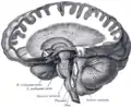 Dissekcio montrante la padon de la cerebrospinalaj fibroj.