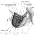 Dissekcio montranta originojn de dekstraj okulmuskoloj, kaj nervojn enirantajn proksime de la supra orbitala fisuro.