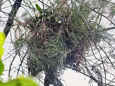 Nesto en Pino en Kalkato, Okcidenta Bengalo, Barato.