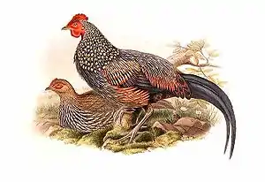 Griza koko, pentraĵo de John Gould.