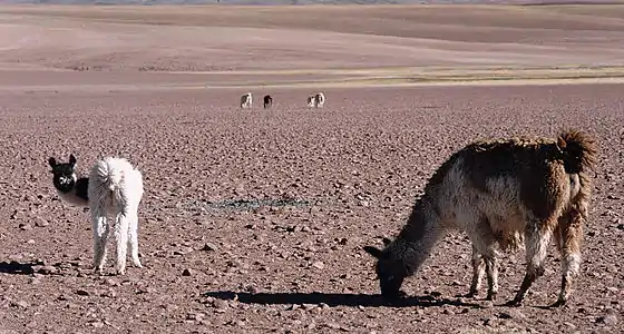 Lamoj en la dezerto de Atakamo