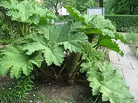 Gunnera manicata