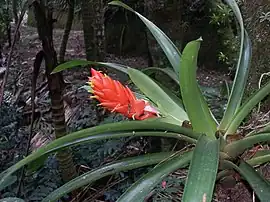 Guzmania berteroniana