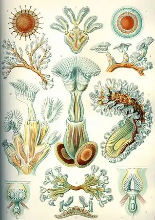 "Bryozoa", Ernst Haeckel Artforms of Nature, 1904