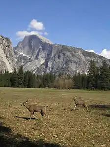 cervoj en la valo, fone la granita monto Half Dome