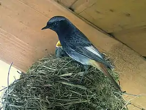 Vira nigra ruĝvostulo(Phoenicurus ochruros gibraltariensis)