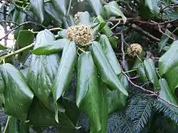 Hedera colchica, folioj, kaj floroj