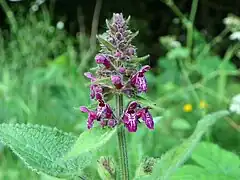 arbara stakio (“Stachys sylvatica”)