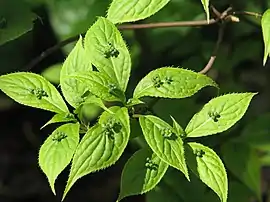 japania helvingio (Helwingia japonica)