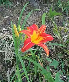 Hemerocallis floro