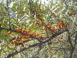 ramnoida eleagno  (Elaeagnus rhamnoides)