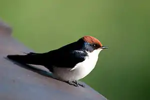 Dratvosta hirundo