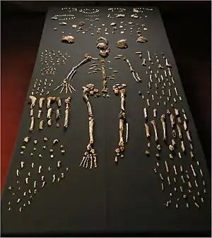 Ostoj de Homo naledi