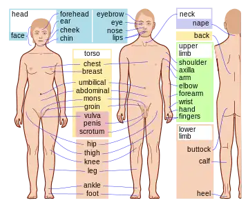 Homa anatomio