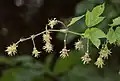 inaj floroj de lupolo (Humulus lupulus)