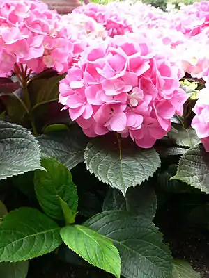 hortensio (Hydrangea macrophylla)