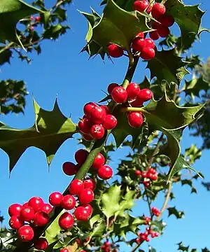 ordinara ilekso (Ilex aquifolium)