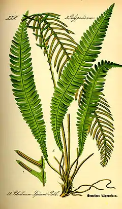 Blechnum spicant