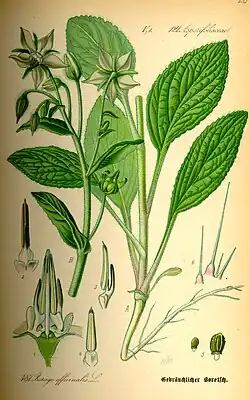 Oficina borago (Borago officinalis)