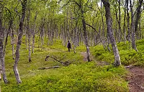 Betula arbaro apud Tromsø