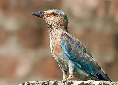 Nematurulo en Kolkato, Okcidenta Bengalo, Barato.