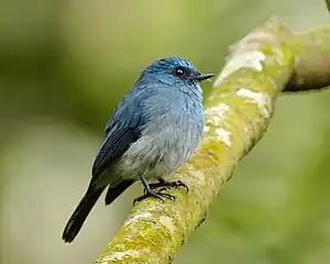 Indiga muŝkaptulo (Eumyias indigo)