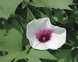 Floro de Ipomoea batatas