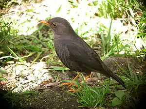 Maskla subspecio de Turdus poliocephalus carbonarius el la insulo Nov-Gvineo