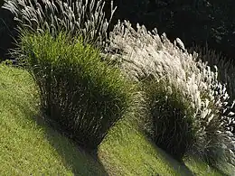 Miscanthus sinensis