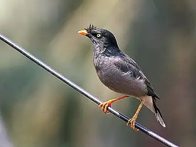 en Kalkato, Okcidenta Bengalo, Barato.