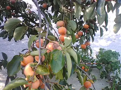 La fruktoĝardeno de kakinokarboj en Misilmeri (Sicilio), en Italio