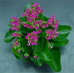 blosfelda kalankoo (Kalanchoe blossfeldiana)