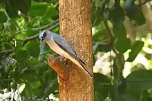 Large Cuckooshrike.jpg