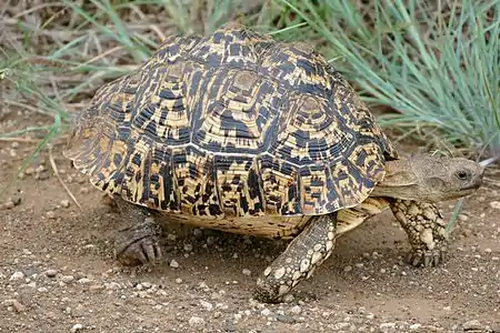 Stigmochelys pardalis