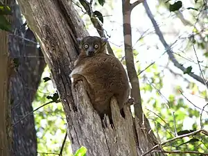 Lepilemur hubbardi