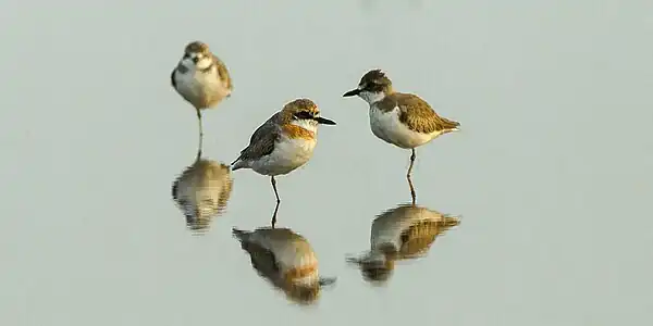 Mongola pluvio (Charadrius mongolus)