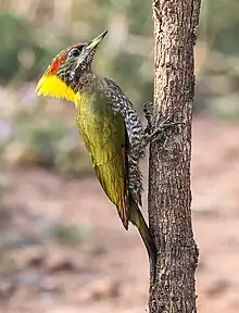 Lesser Yellownape Female (46120107162).jpg