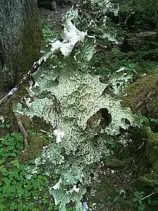 Lobaria oregana